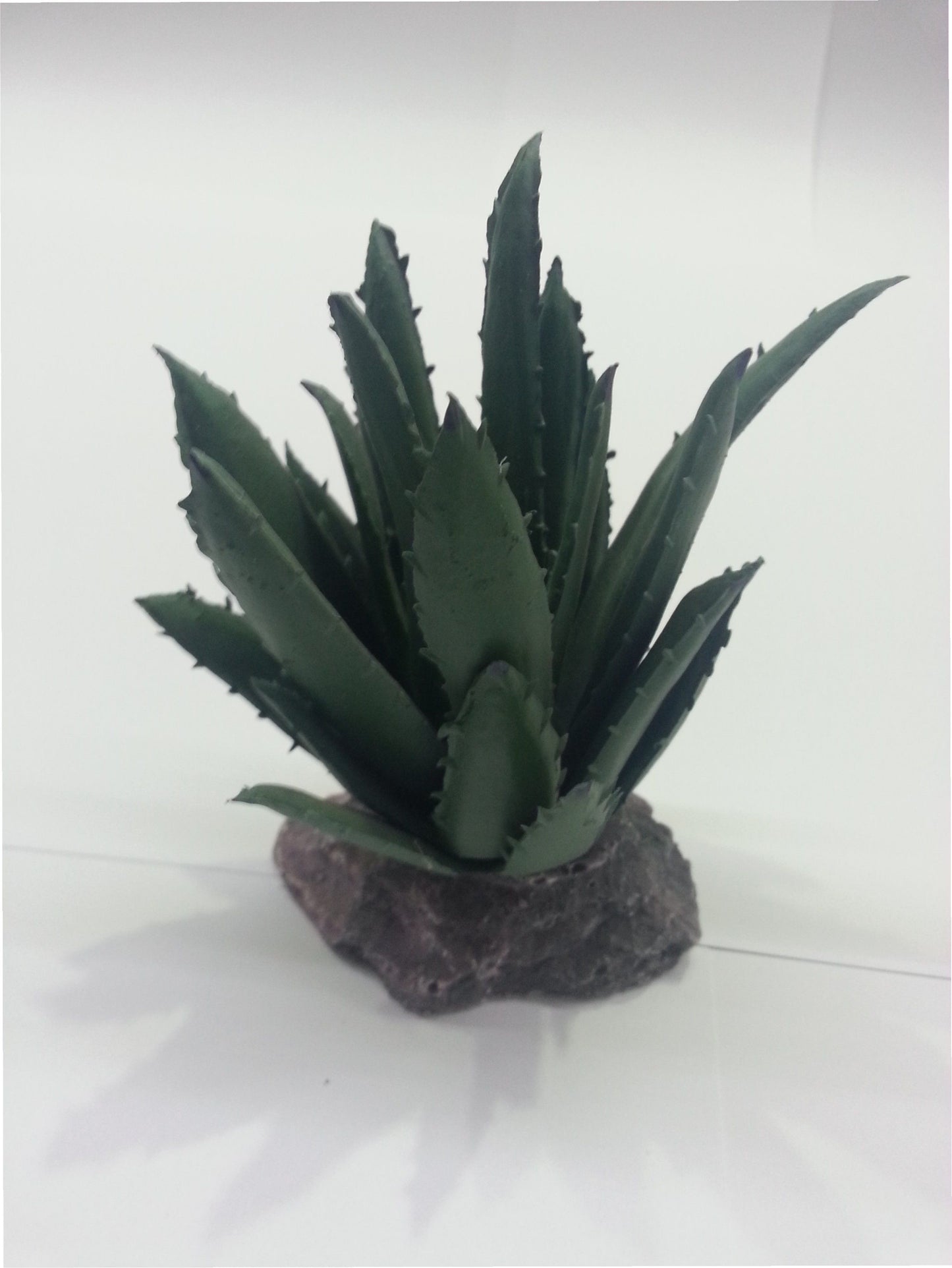 CACTUS SIERRA MADRE 12CM.**